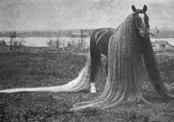 Длинногривый рекордсмен - конь Линус (Linus)